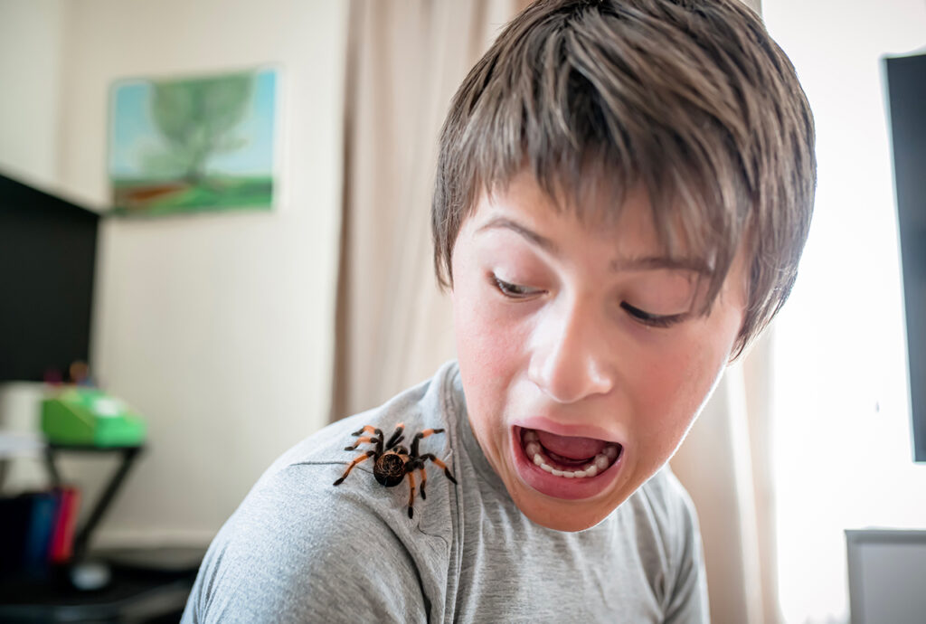 Araignée