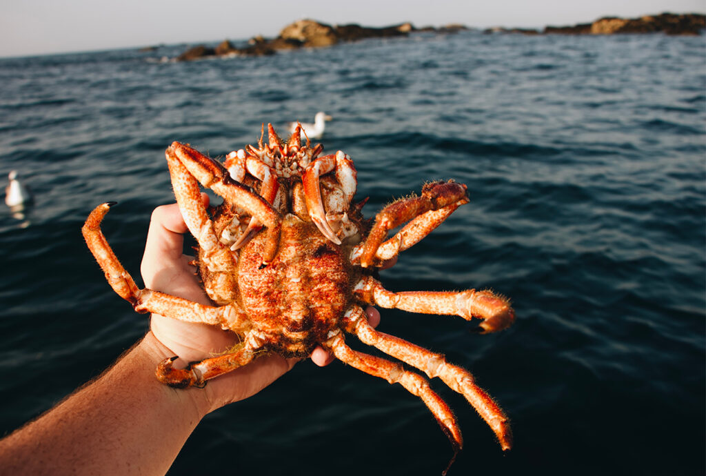 Crevard - crabe